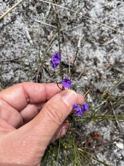 Amphithalea biovulata