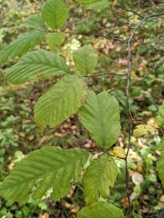 Ulmus