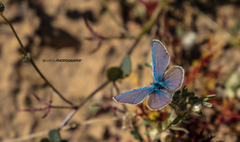 Hemiargus ceraunus