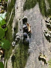 Daldinia childiae