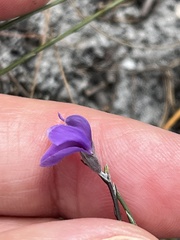 Amphithalea biovulata