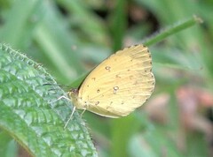 Eurema floricola