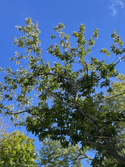 Castanea mollissima