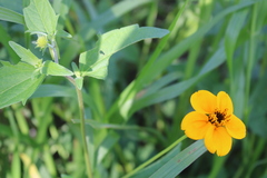 Sclerocarpus uniserialis
