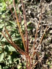Schizachyrium scoparium