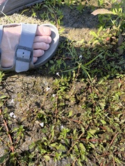 Lindernia anagallidea