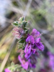 Indigofera glomerata