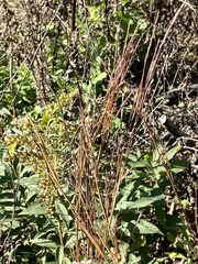 Schizachyrium scoparium