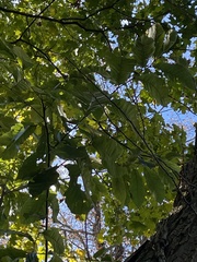 Castanea mollissima