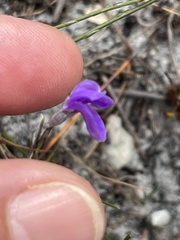 Amphithalea biovulata