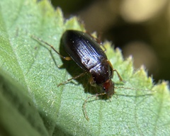 Calathus ruficollis