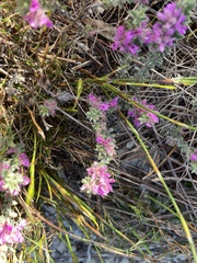 Indigofera glomerata
