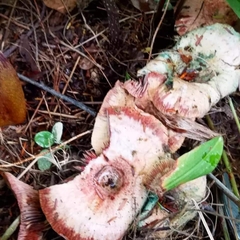 Lactarius subpurpureus