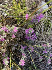 Indigofera glomerata