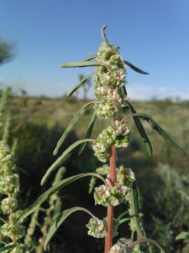 Amaranthus fimbriatus iNat (2)