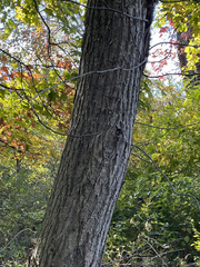 Castanea mollissima