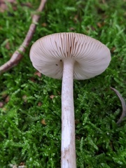 Pluteus cervinus
