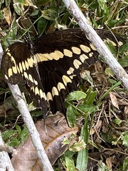 Heraclides cresphontes