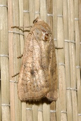 Noctua interjecta