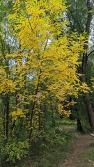 Fraxinus pennsylvanica