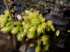 Aulacomnium androgynum