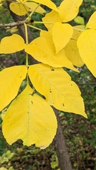 Fraxinus pennsylvanica