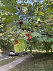 Crataegus punctata