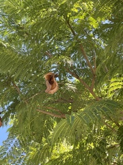 Magnoliopsida