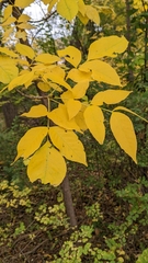 Fraxinus pennsylvanica