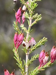 Erica