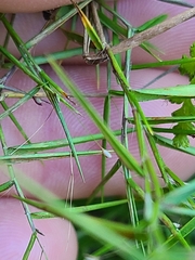 Dichanthelium microcarpon
