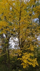 Fraxinus pennsylvanica