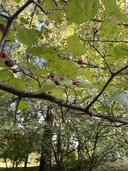 Crataegus punctata