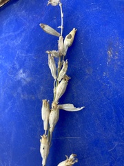 Silene scouleri pringlei