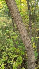 Fraxinus pennsylvanica