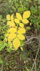 Fraxinus pennsylvanica