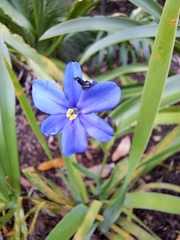Aristea pusilla