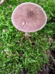 Pluteus cervinus