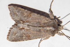 Ichneutica ustistriga