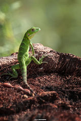 Ctenosaura hemilopha