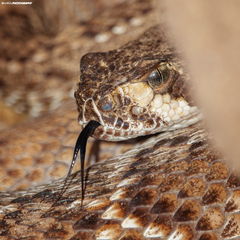 Crotalus ruber