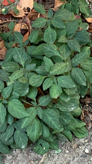 Pachysandra procumbens