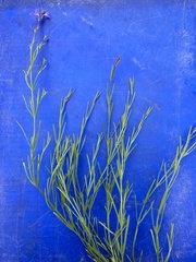 Verbenaceae