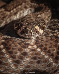 Crotalus ruber