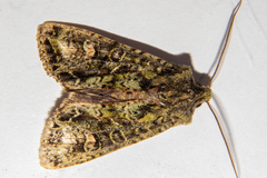 Ichneutica plena