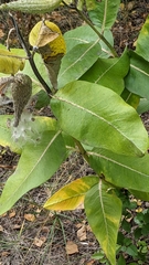 Fraxinus pennsylvanica