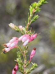 Erica