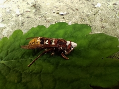 Beauveria bassiana
