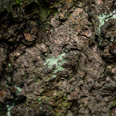 Chaenotheca furfuracea