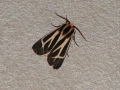 Apantesis nais